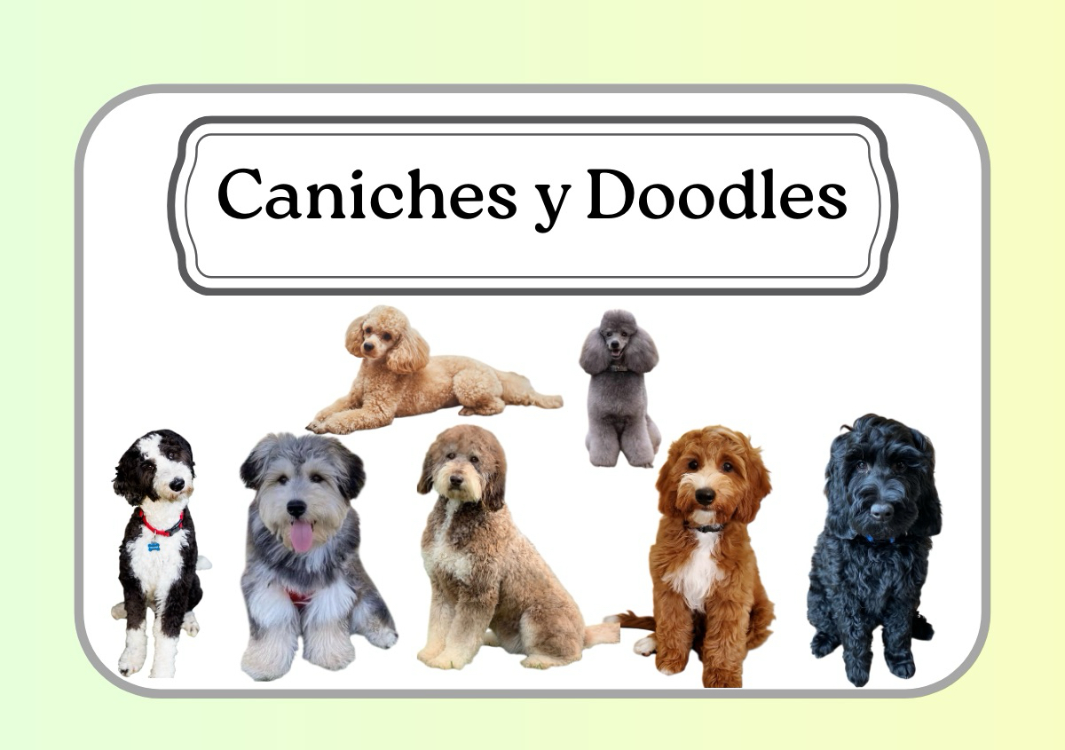Caniches y Doodles