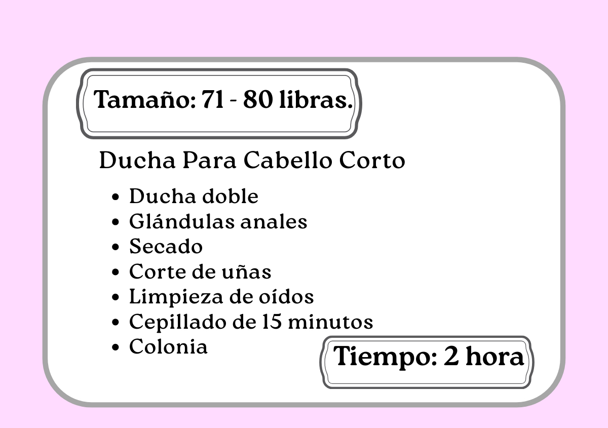 Ducha de pelo corto 71 - 80 libras