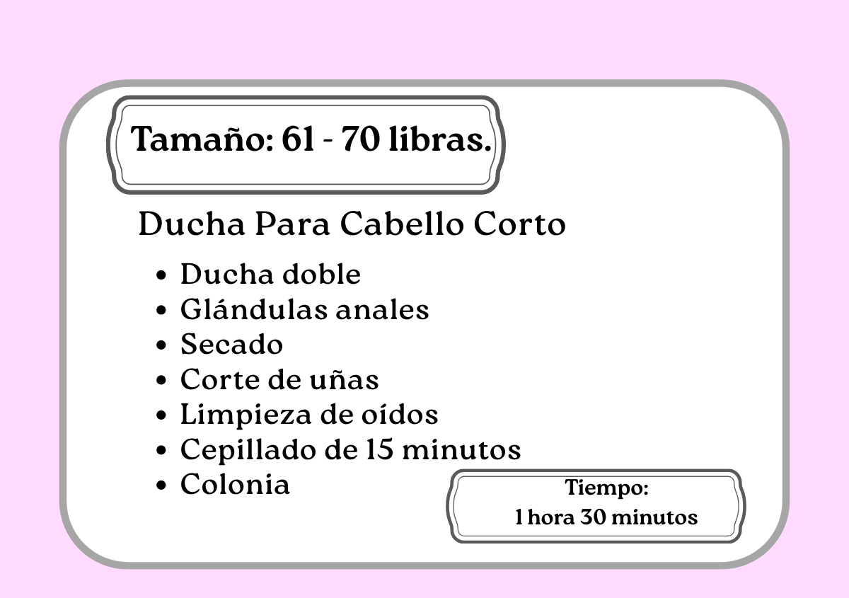 Ducha de pelo corto 61 - 70 libras