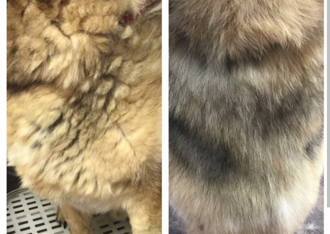 Ultimate De- Shed add on 🫨