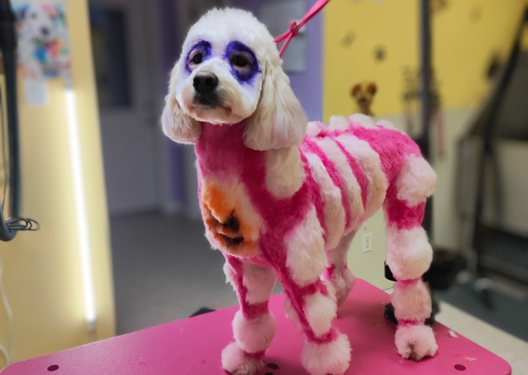 Creative Grooming! 🧜‍♀️🐘🐅🦄