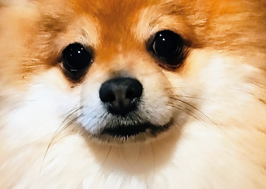 Mini Groom ad-on 🦮🦋