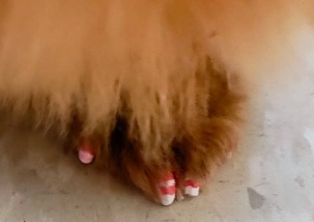 Doggy Nail Painting (Add on service) 💅