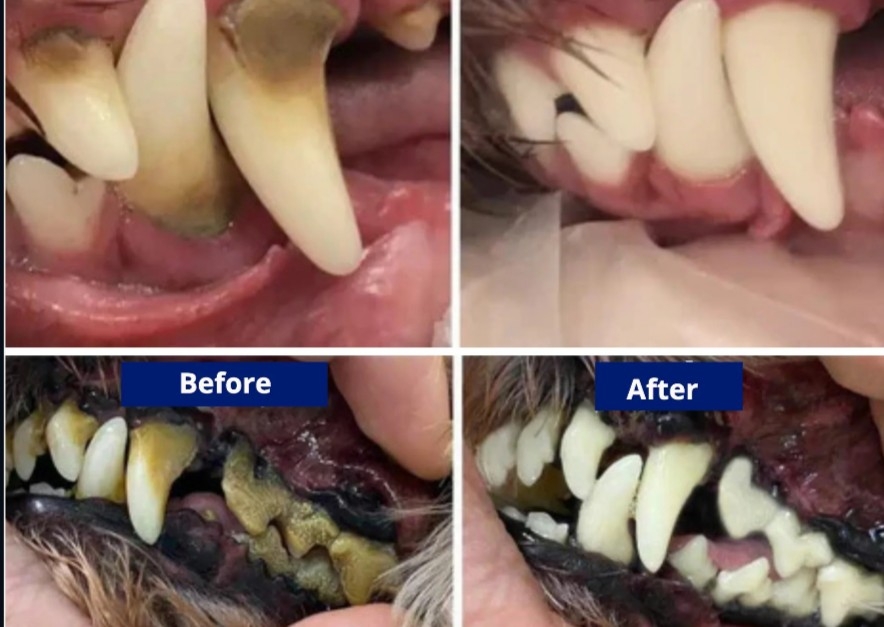 Ultrasound, drug free, stress-free dental cleaning! New!