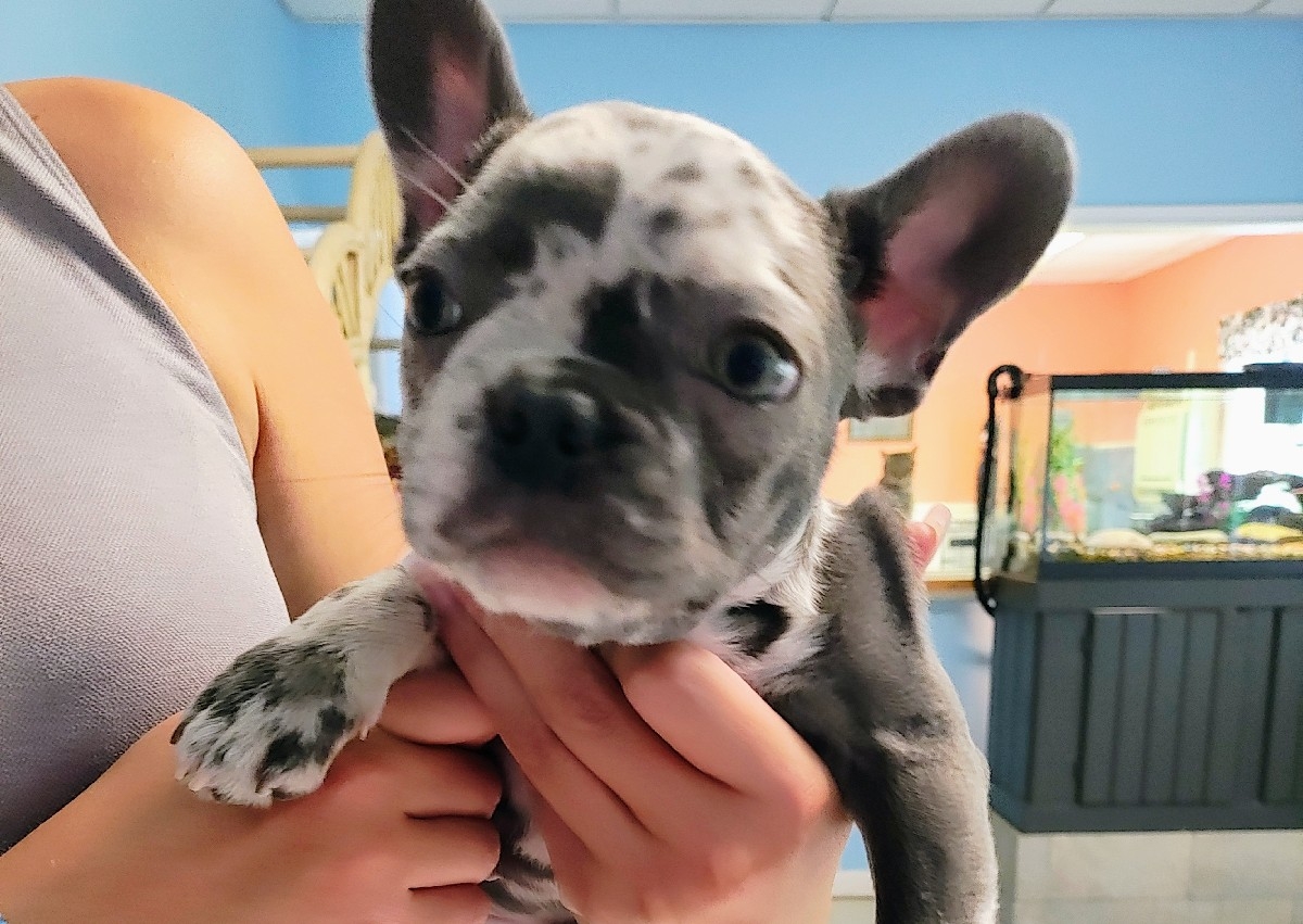 Open Grooming (Add on only) 🏩